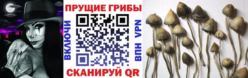 как найти закладки  Орёл  мега ССЫЛКА  Псилоцибиновые грибы мухоморы 